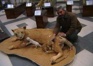حكاية «شحاتة» أقدم محنط حيوانات برية في مصر: 60 سنة مغامرات بين الجبال