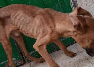 إصابة 5 أطفال عقرهم كلب ضال في مطاي بالمنيا