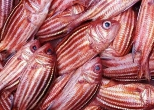حكاية سمكة «جحا».. للزينة والأكل بـ40 جنيها ولا يعرفها «الصعايدة»