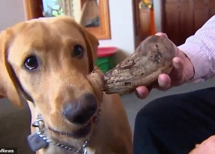 بالصور| بالصدفة.. كلب يعثر على حفرية لحيوان منقرض بأمريكا