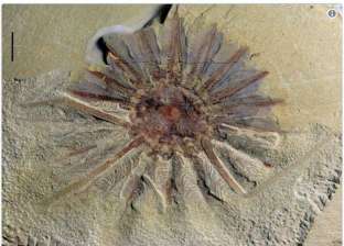 علماء يعثرون على وحش بحري عمره 520 مليون عام في الصين