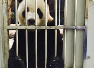 حديقة حيوان "تايوان" تثبت بالدليل: باندا "توان توان" ما زال حيا
