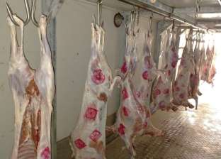 «القاهرة»: توريد المادة الملونة لختم اللحوم وفتح المجازر بالمجان في عيد الأضحى