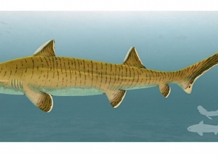 «كانت مفترسة للغاية».. العثور على سمكة قرش عمرها 150 مليون عام (صور)