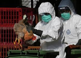 "إنفلونزا الطيور" فيروس يناور مصر منذ 2006