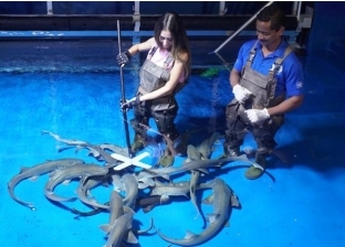 درِب القرش واطعمه بنفسك.. تجربة جديدة لزوار حديقة دبي المائية