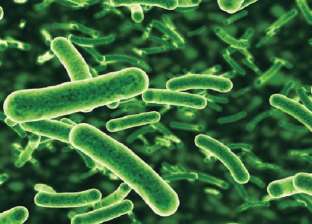 تؤدي لوفاة ثلث من تصيبهم.. ما هي بكتيريا فيبريو وكيفية الوقاية منها؟