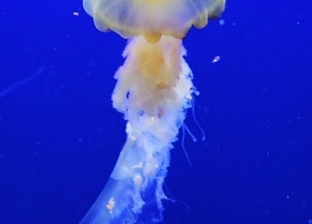مخلوق غامض يظهر في قاع المحيط الأطلنطي بطول 6 أمتار  «فيديو»