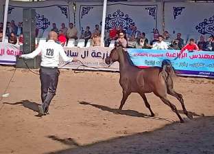 انطلاق مهرجان الدقهلية للخيول العربية لاختيار ملكة جمال الحصان والمهرة
