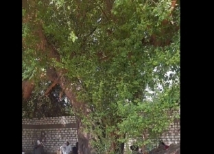 مولد «شجرة الدم»في قنا .. خرافة يتبرك بها الأهالي منذ 700 سنة «فيديو»