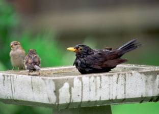 هل تستطيع الأنواع المختلفة من الطيور التواصل؟