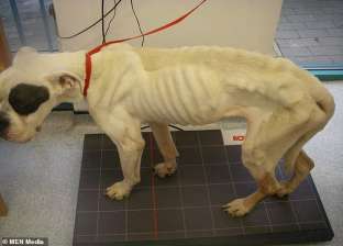 بالصور| RSPCA تبحث عن شخص تسبب في تجويع كلب: أصبح هيكلا عظميا