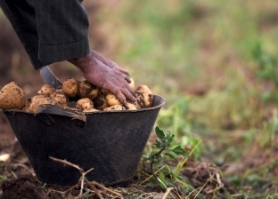 تقرير بريطاني يحذر: البطاطس قد تختفي من الأسواق