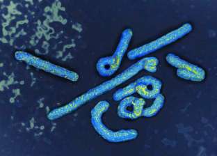 محاضر في علم انتشار الأوبئة: انتشار سلالة جديدة من الفيروس المخلوي