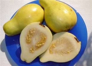 طبيب ينصح بتناول الجوافة: تساعد في حماية الجلد من جفاف الشتاء