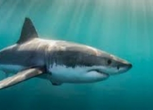 رئيس «معهد علوم البحار»: هجوم البشر على أسماك القرش وراء تغير سلوكها