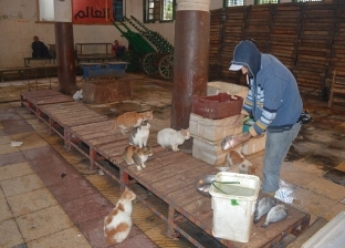 بالصور| في حلقة السمك بالإسكندرية.. رزق "القطط" على "الصيادين"