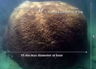 اكتشاف أكبر مستعمرة للشعاب المرجانية.. عمرها 400 عام واسمها غريب