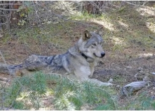 فصيلة نادرة.. وفاة أنثى ذئب سارت 14.5 ألف كيلومتر بحثا عن زوجها