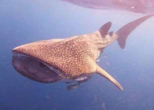 محميات البحر الأحمر تحذر من إزعاج "القرش الحوتي"