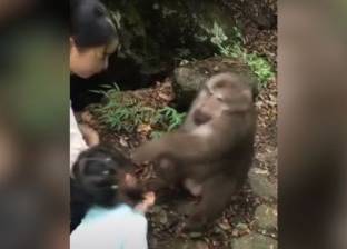 حبس صاحبة فيديو "إثارة القرد" بالمنصورة بتهمة "التحريض على الفسق"