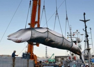 بعد 30 عاما امتناع.. اليابانيون يستعدون لصيد الحيتان