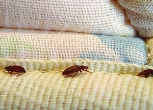 8 أشياء في منزلك تخلص منها فورا.. قد تجلب أخطر أنواع الحشرات