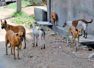 كلاب ضالة تعقر 13 طفلا في قريتين بميت غمر