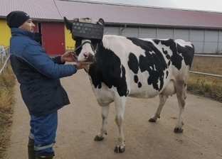 "سينما الأبقار ".. مزارعون يعرضون أفلاما على حيواناتهم لرفع الإنتاجية