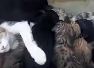 بالفيديو| في لقطة نادرة.. قطة ترضع 8 كلاب صغيرة
