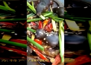 بالفيديو| مطعم صيني يقدم الفئران الحية في وجباته