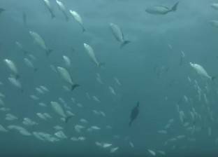 جمعية فيتنامية: الصين تغدو مستورد سمك السلور الرئيسي في 2018