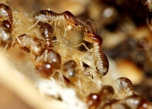 تفسير رؤية النمل في المنام: أولاد وخير