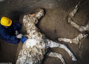 بالصور| العثور على بقايا حصان متحجر منذ 2000 عام في بومبي