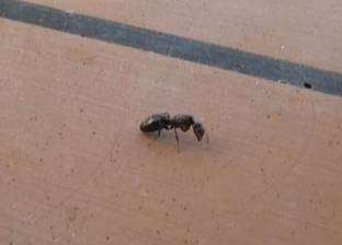 بالفيديو| نملة خارقة تسرق "ألماسة" تفوقها وزنا وحجما