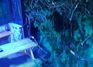 فيديو يوثق لحظة سقوط شجرة بجوار سيدة بسبب عواصف بريطانيا: «اتكتبلها عمر جديد»