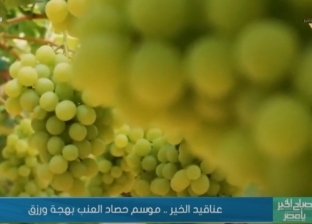 «عناقيد الخير».. موسم حصاد العنب بهجة ورزق (فيديو)