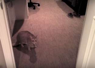 فيديو| حيوان "الوشق" يدخل أحد المنازل ويهاجم مالكيه ويحصرهم في الحمام