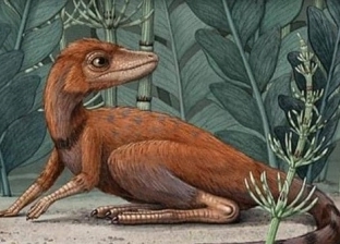 بحجم الهاتف المحمول.. ديناصور صغير عاش على الأرض ملايين السنين