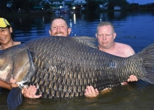 وزنها 105 كيلو.. بريطاني يصطاد أضخم سمكة في العالم