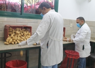 «الزراعة» تفتتح منفذا لبيع البطاطس للمواطنين بأسعار مخفضة