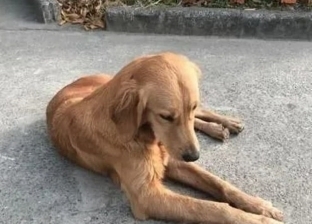 فيديو.. كلب وفي ينتظر صاحبه 11 عاما بعد موته في حادث سير
