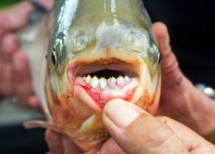 العثور على سمكة مخيفة بأسنان بشرية.. تقوم بتصرف غريب عندما تكون جائعة