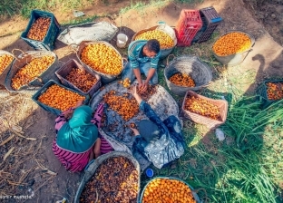 «سمير» يوثق موسم حصاد البلح بقرية دهشور.. «بلد الـ2 مليون نخلة»