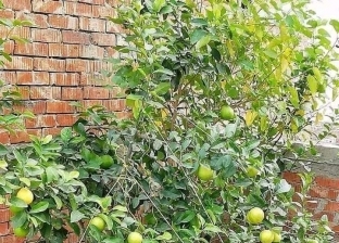 معلومات عن زراعة الليمون القزمي.. مثمر ويصلح للزينة