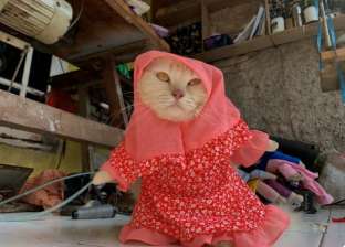 مدرس يترك وظيفته ويتجه لتصميم أزياء القطط: ملابس تنكرية