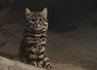 بالصور| أكثر القطط فتكا في العالم.. تعرف عليها