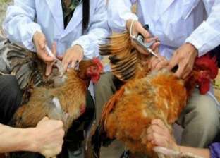 شديد الخطورة.. فيروس إنفلونزا الطيور يضرب الصين وهذه أعراضه