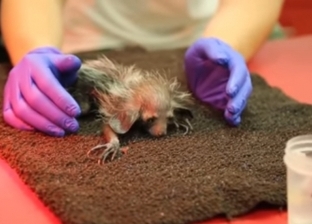بالفيديو| ولادة أحد أندر حيوانات الأرض في حديقة حيوان أمريكية