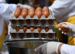 "الأمن الغذائي" البلجيكي تعلن إغلاق 86 مزرعة على خلفية "البيض الملوث"